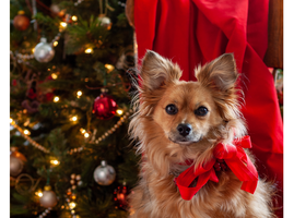 Christmas Extravaganza Afterschool Program 2 December 2025 web image